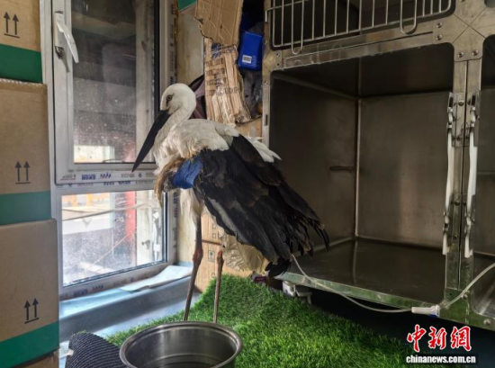 �܂��Ė|�����X���ڽ����ί�����ʯ���� �z