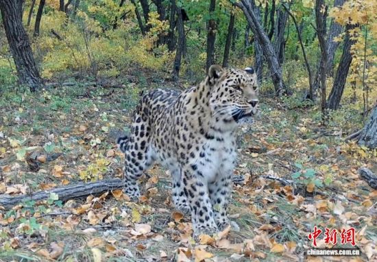 2025���ږ|��������(gu��)�ҹ��@�Ĕz�Ė|������(��ҕ��ý���D)