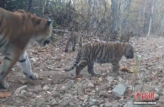 2025���ږ|��������(gu��)�ҹ��@�Ĕz���Ė|������(��ҕ��ý���D)